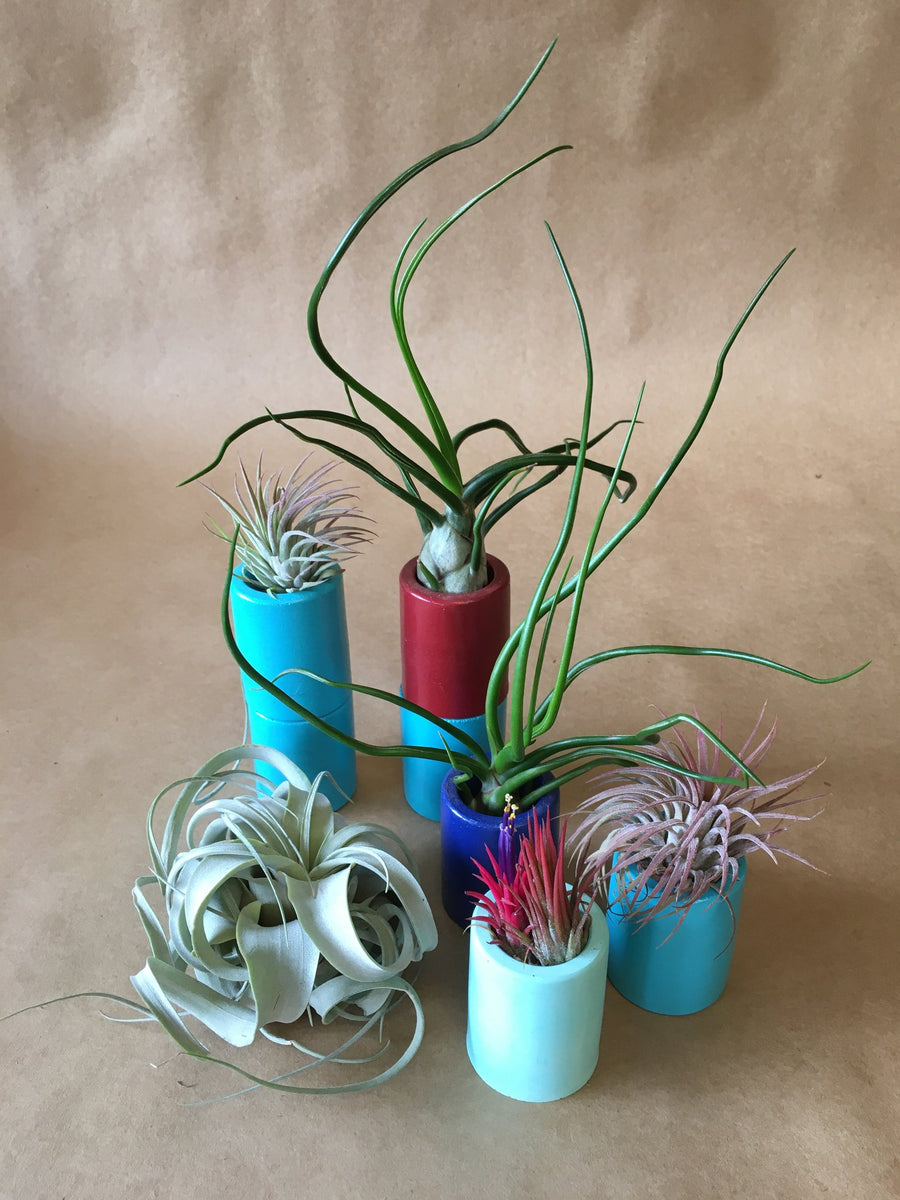Tillandsias & Planters Austin Flower Company