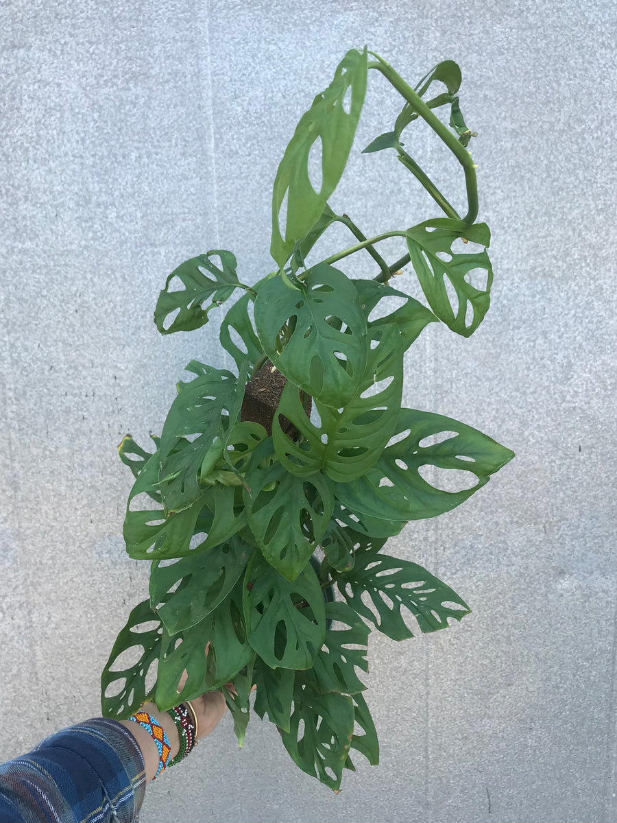 monstera talent austin 6” Monstera Adansonii Totem Pole – Austin Flower Company