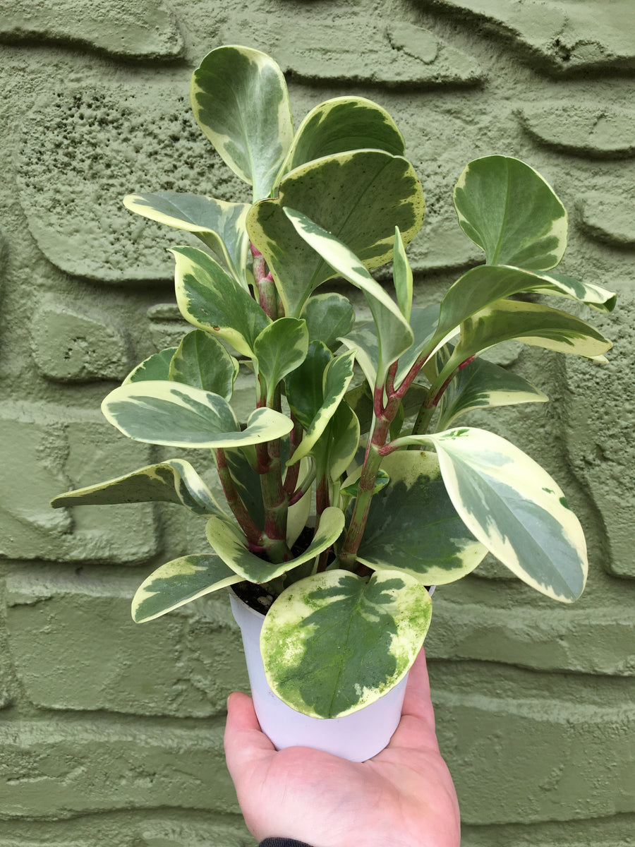 4” Variegated Peperomia Obtusifolia – Austin Flower Company