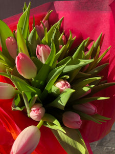 Pink Tulips