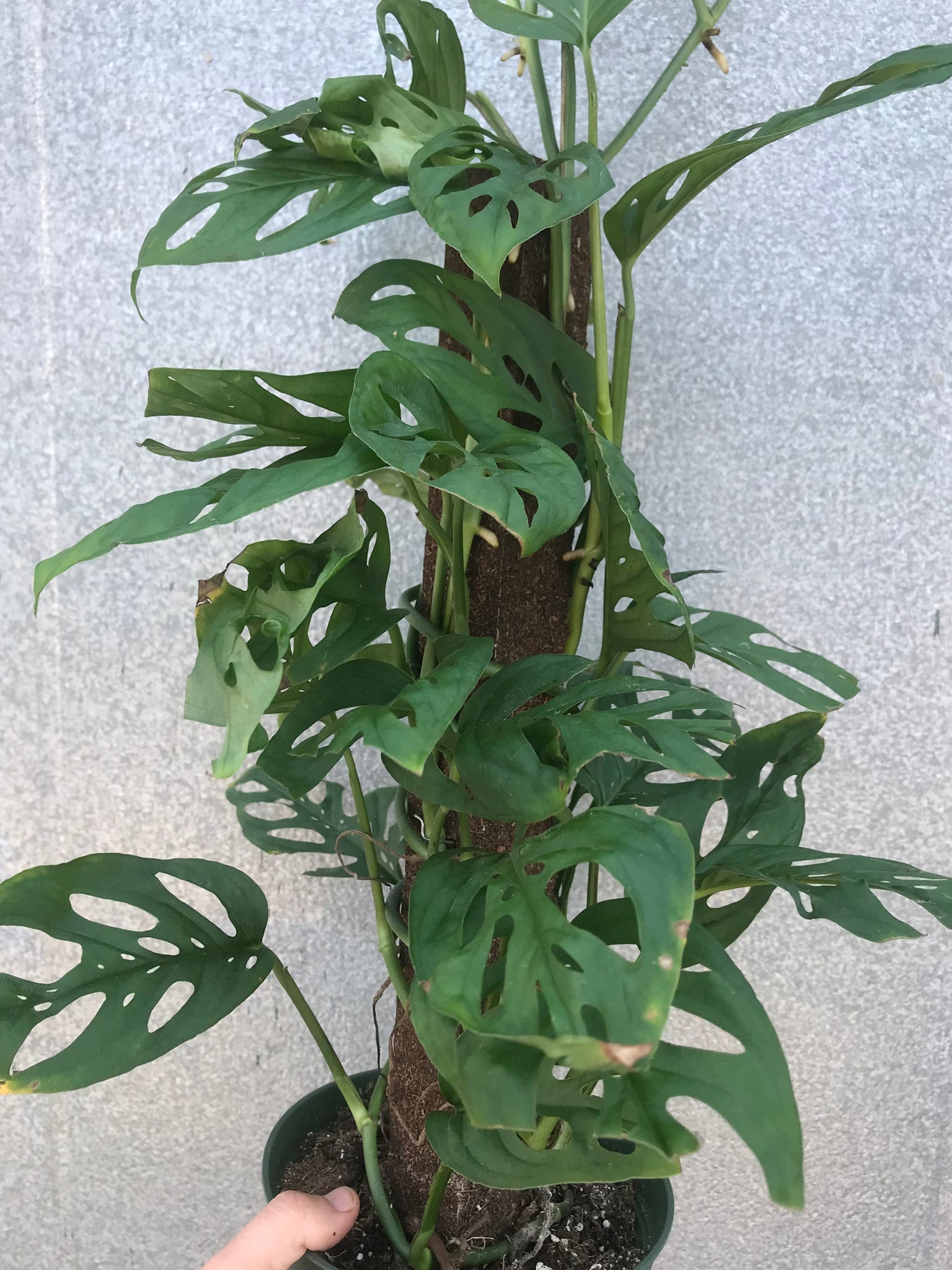 swiss cheese plant totem 6” Monstera Adansonii Totem Pole – Austin Flower Company