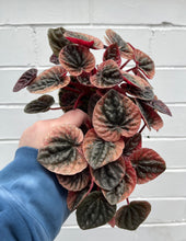 Load image into Gallery viewer, 4” Peperomia Ambricos
