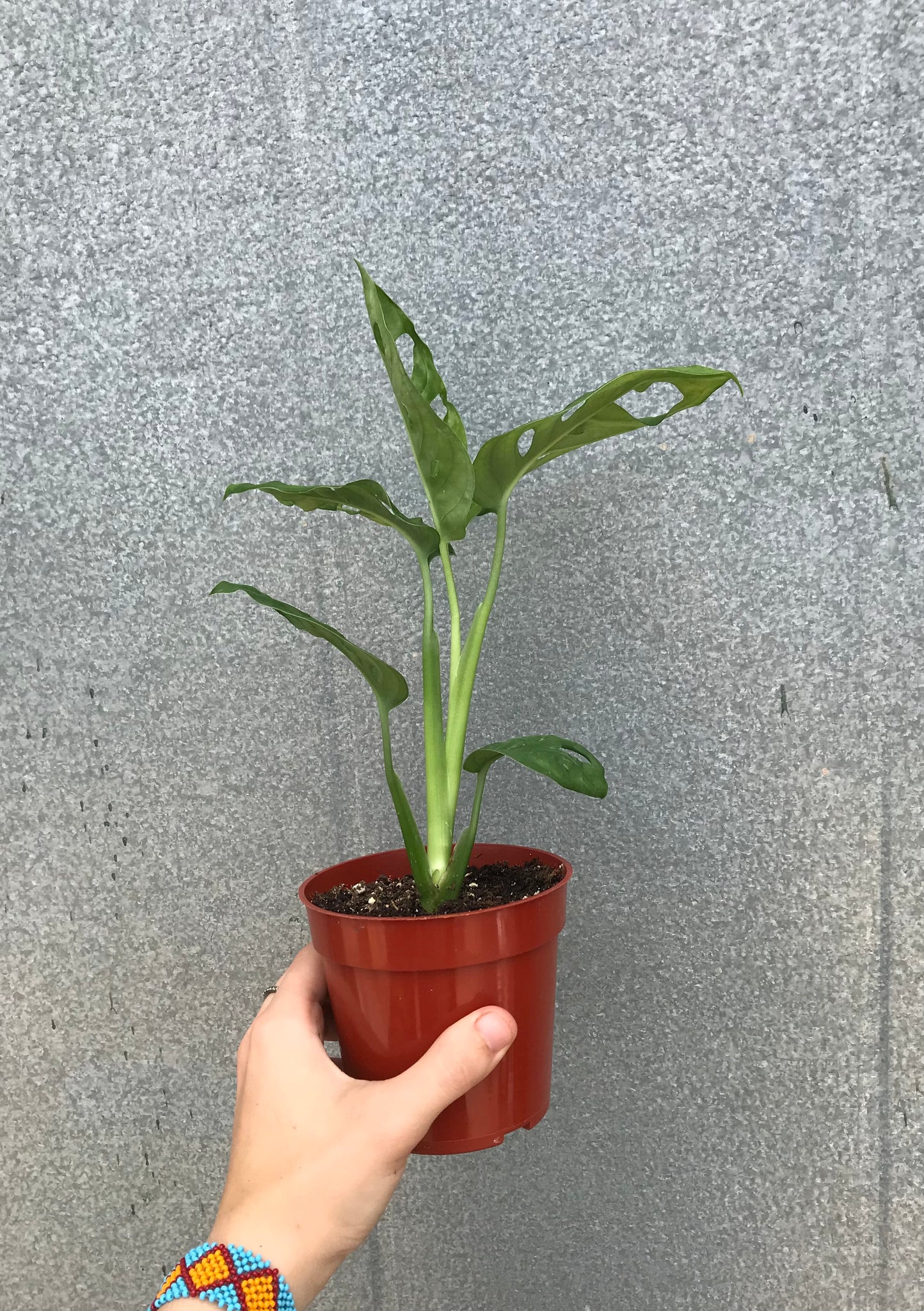 monstera plant austin 4” Monstera Adansonii – Austin Flower Company