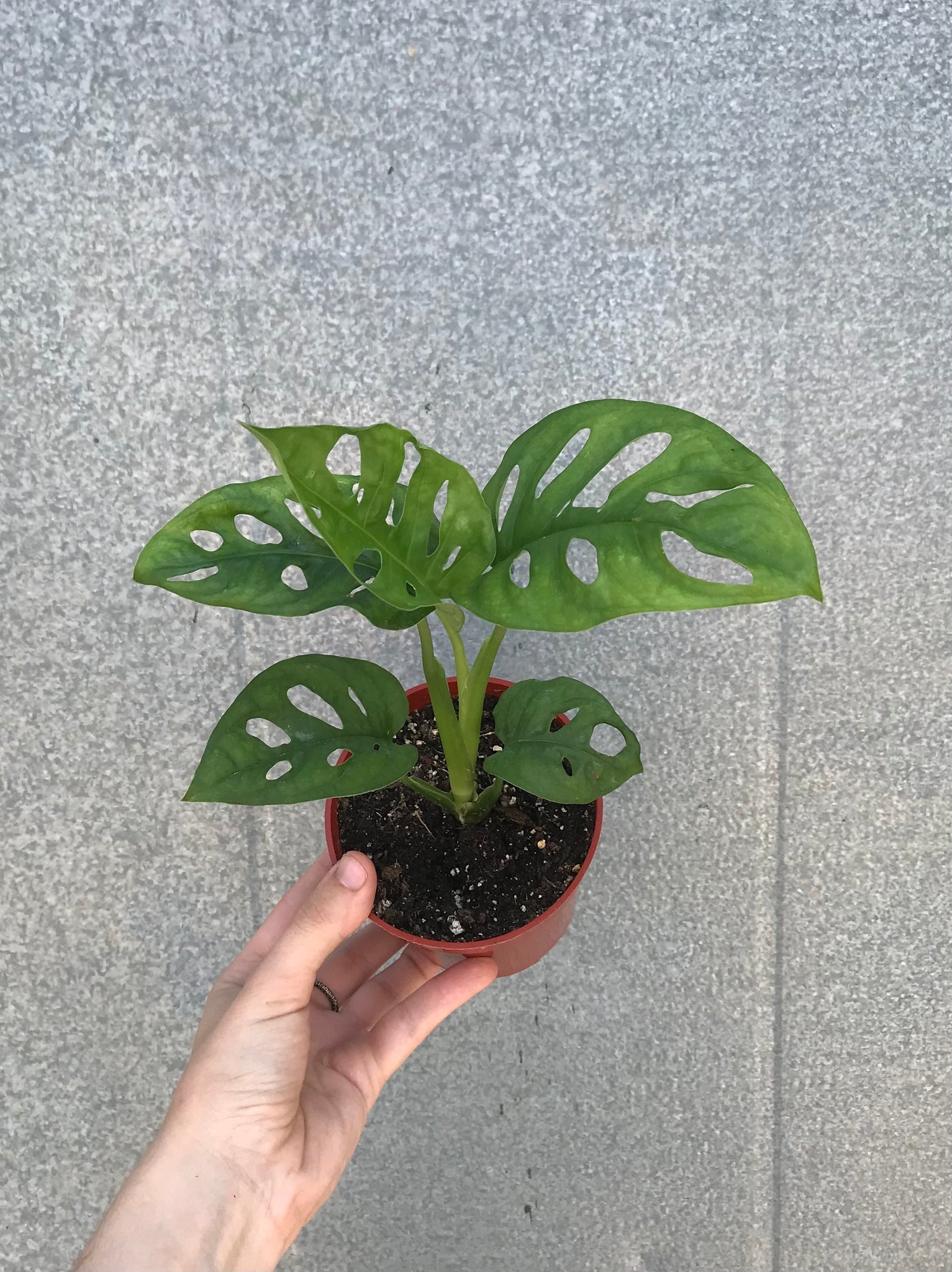 monstera adansonii mini 4” Monstera Adansonii – Austin Flower Company