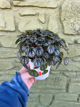 Load image into Gallery viewer, 4” Peperomia Toscani
