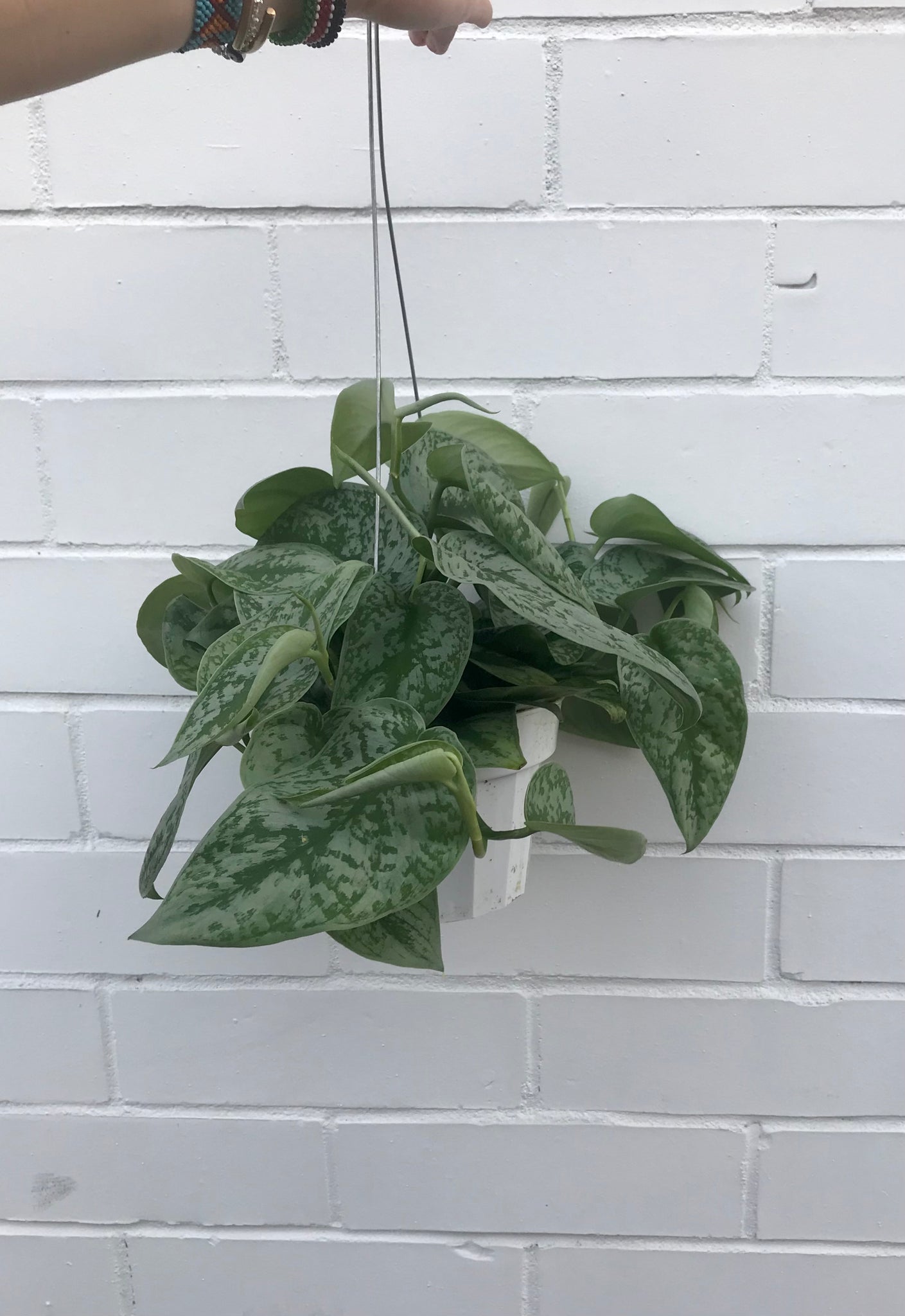silver pothos hanging 6” Silver Splash Pothos Hanging Basket – Austin Flower Company
