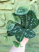 Load image into Gallery viewer, 4” Satin Pothos
