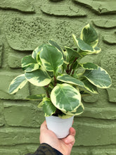 Load image into Gallery viewer, 4” Variegated Peperomia Obtusifolia
