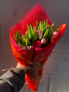 Pink Tulips