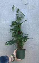 Load image into Gallery viewer, 6” Monstera Adansonii Totem Pole
