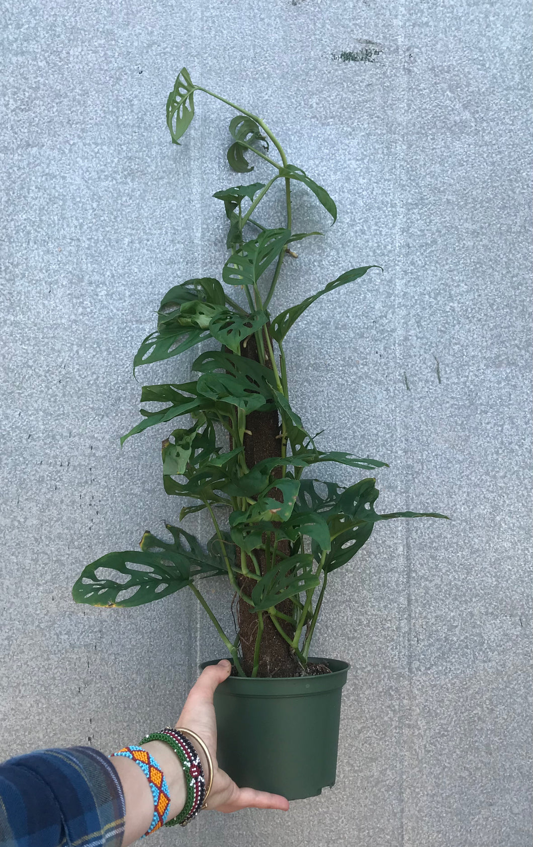 house plant totem pole 6” Monstera Adansonii Totem Pole – Austin Flower Company