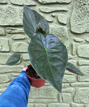 Load image into Gallery viewer, 6” Alocasia Wentii
