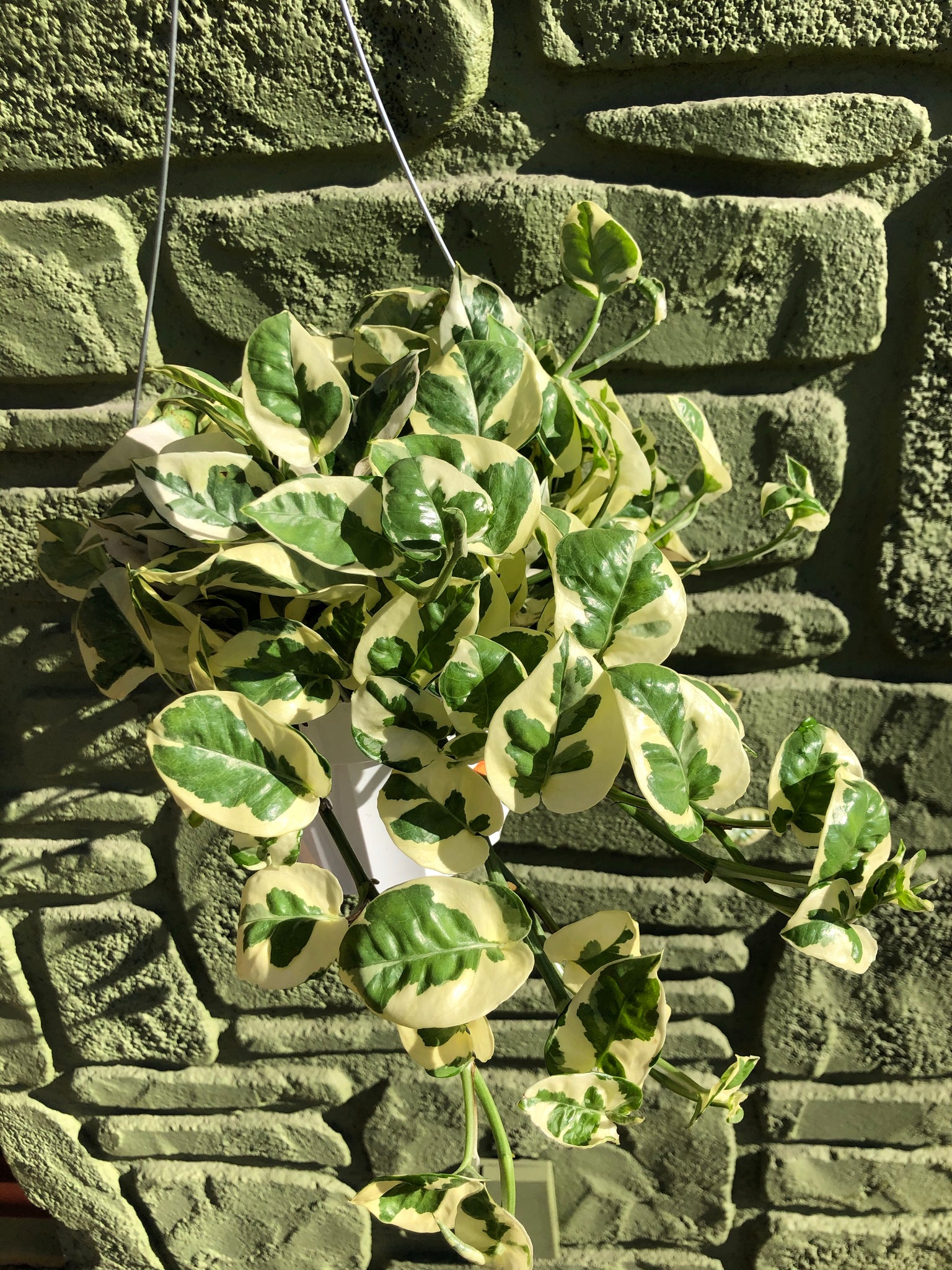 pothos n'joy hanging 6” Pothos N'Joy Hanging Basket – Austin Flower Company