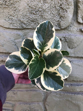 Load image into Gallery viewer, 4” Variegated Peperomia Obtusifolia
