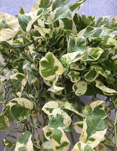 6” Pothos N'Joy Hanging Basket